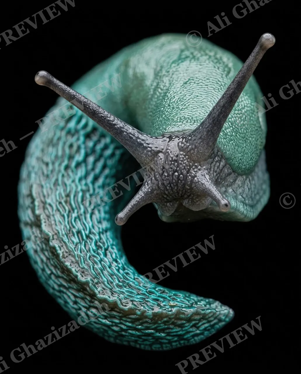 Slow Rainbow — Teal Coil — Slug artwork by Ali Ghazizadeh