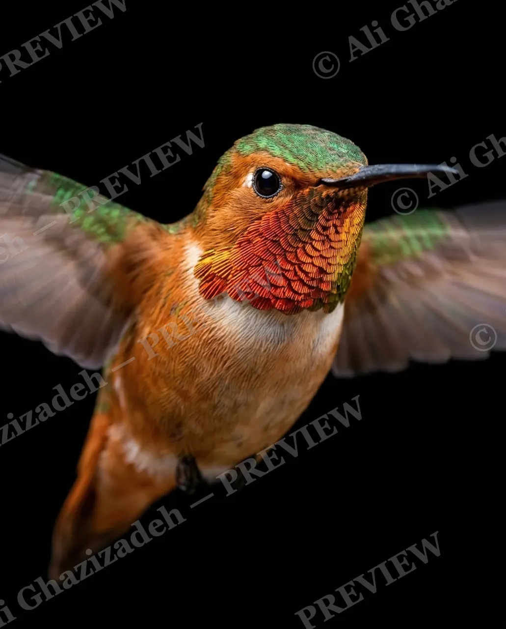 Small Judgments — Amber Wingbeat — Hummingbird artwork by Ali Ghazizadeh
