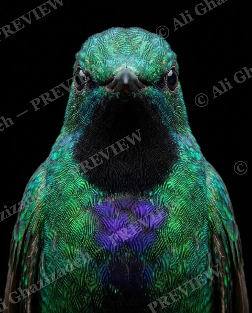 Small Judgments — Black Mark — Hummingbird artwork by Ali Ghazizadeh