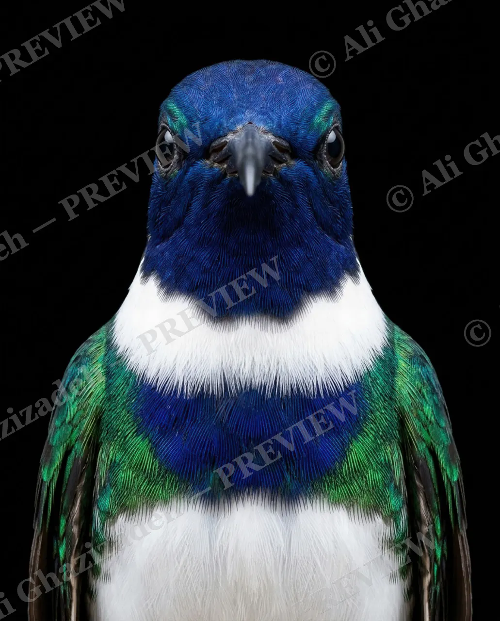 Small Judgments — Blue And White Alibi — Hummingbird artwork by Ali Ghazizadeh