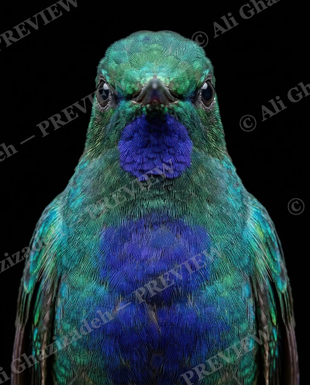 Small Judgments — Blue Patch — Hummingbird artwork by Ali Ghazizadeh