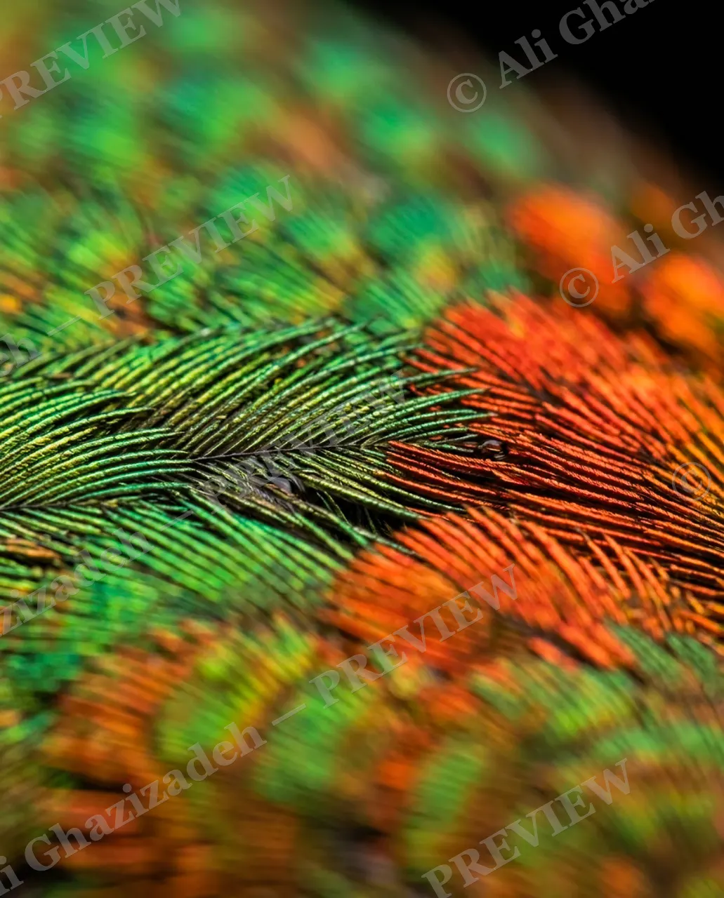 Small Judgments — Color Gradient — Hummingbird artwork by Ali Ghazizadeh