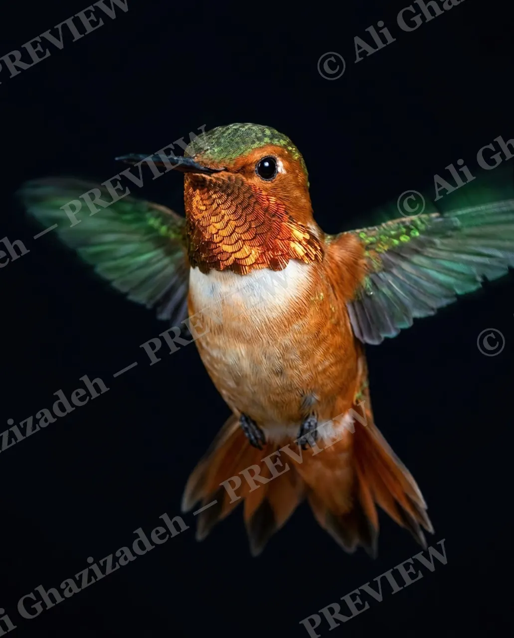 Small Judgments — Copper Glide — Hummingbird artwork by Ali Ghazizadeh
