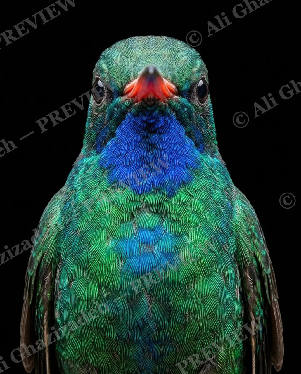 Small Judgments — Crimson Gorget — Hummingbird artwork by Ali Ghazizadeh