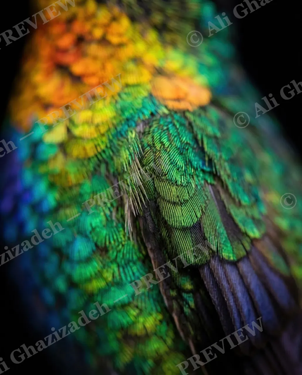 Small Judgments — Feather Close-Up — Hummingbird artwork by Ali Ghazizadeh