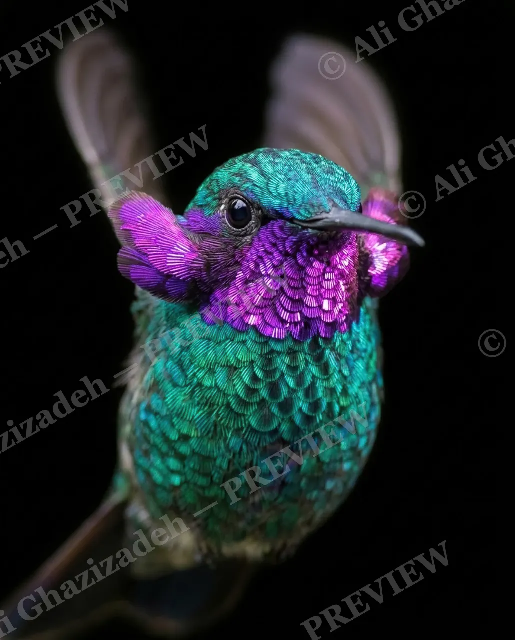 Small Judgments — Full Fan Display — Hummingbird artwork by Ali Ghazizadeh