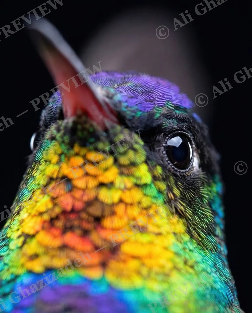 Small Judgments — Eye To Eye — Hummingbird artwork by Ali Ghazizadeh