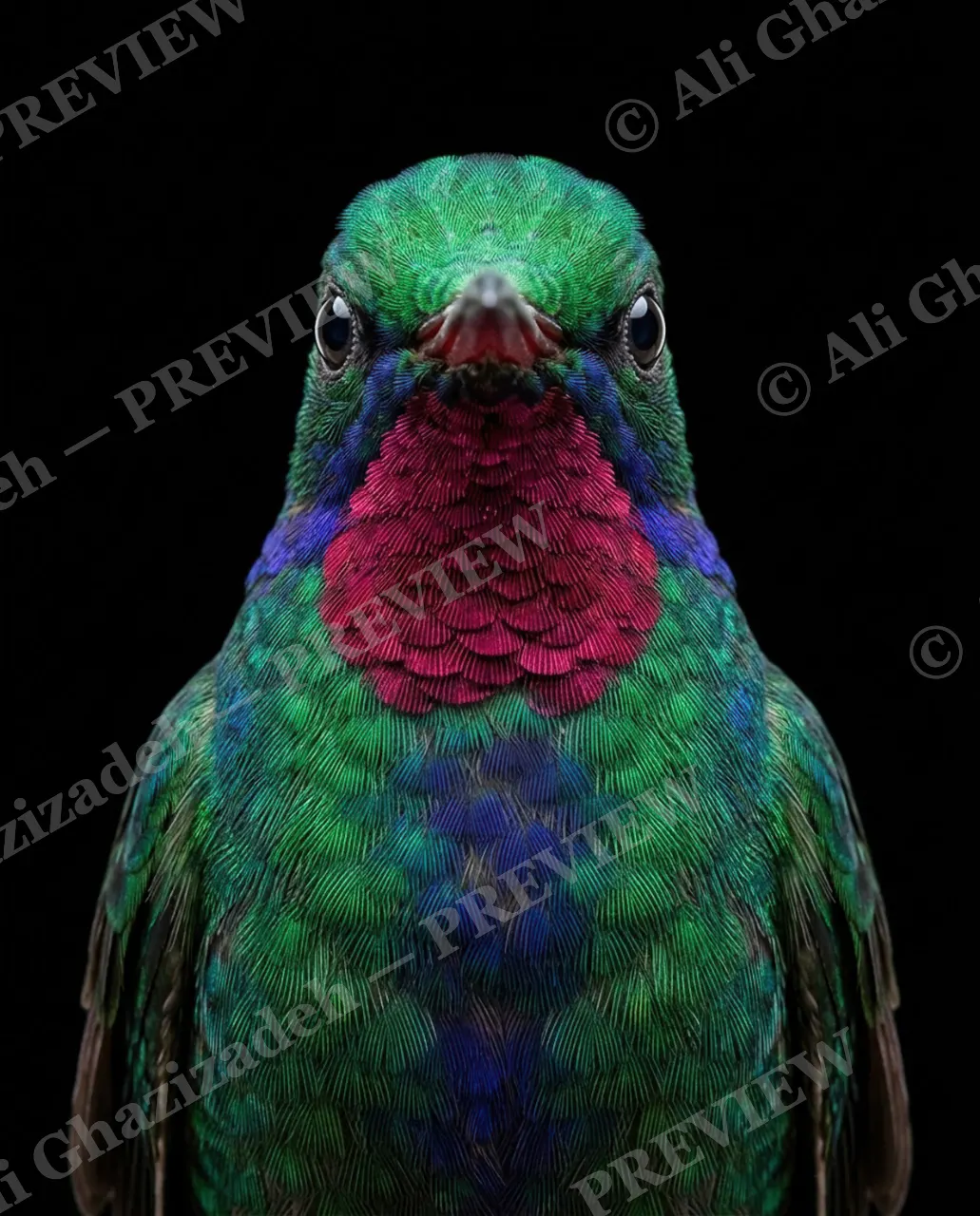 Small Judgments — Pink Patch — Hummingbird artwork by Ali Ghazizadeh