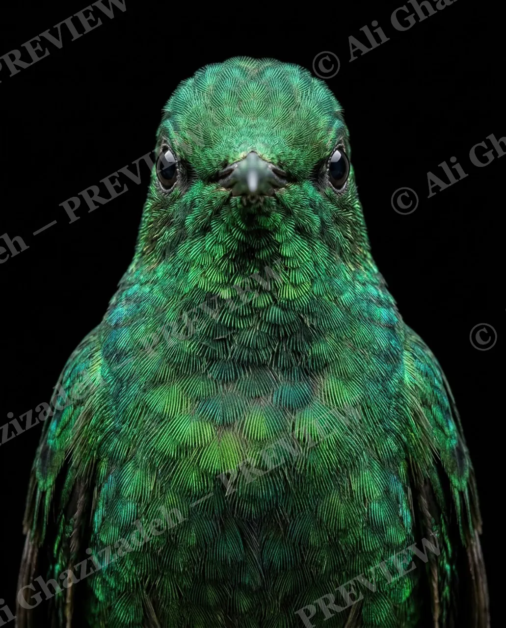 Small Judgments — Plain Green Cover — Hummingbird artwork by Ali Ghazizadeh