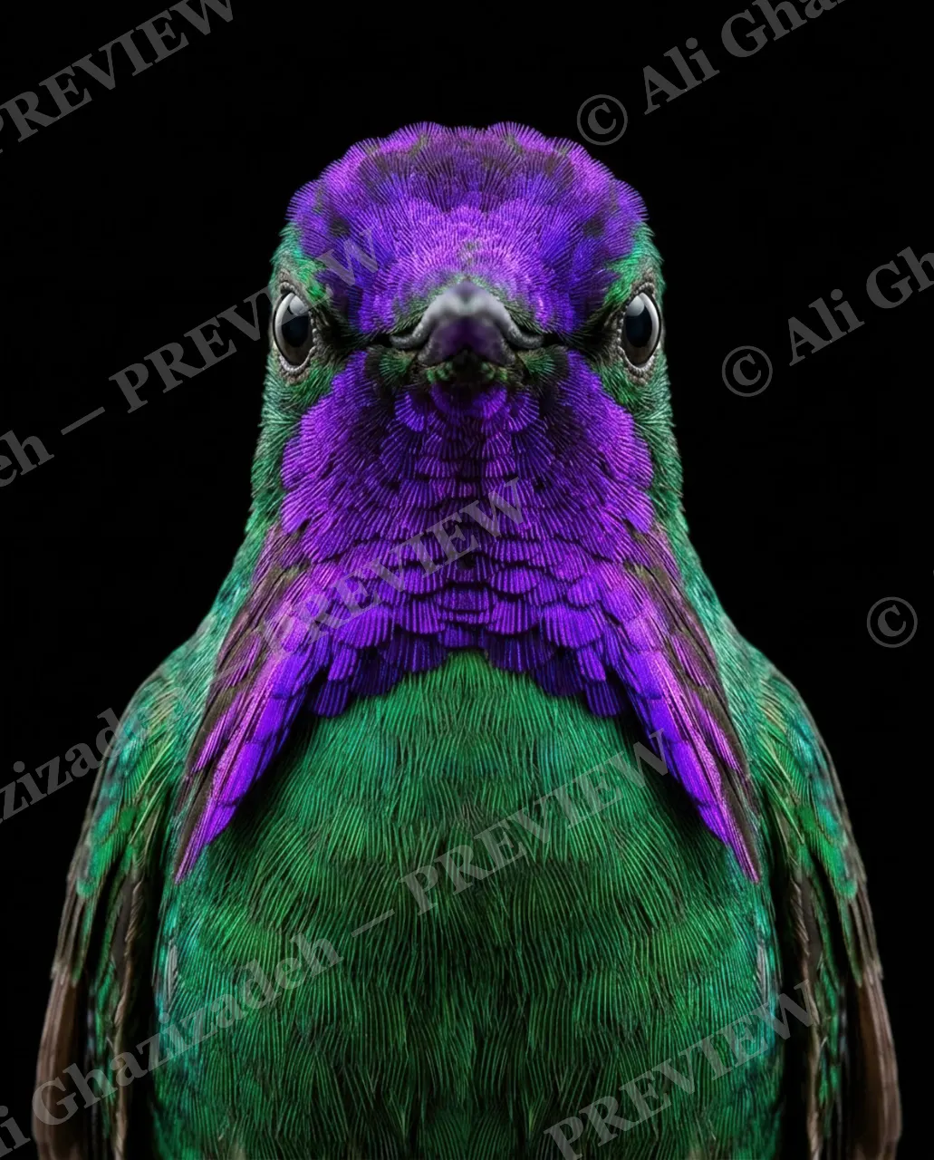 Small Judgments — Purple Interrogation — Hummingbird artwork by Ali Ghazizadeh