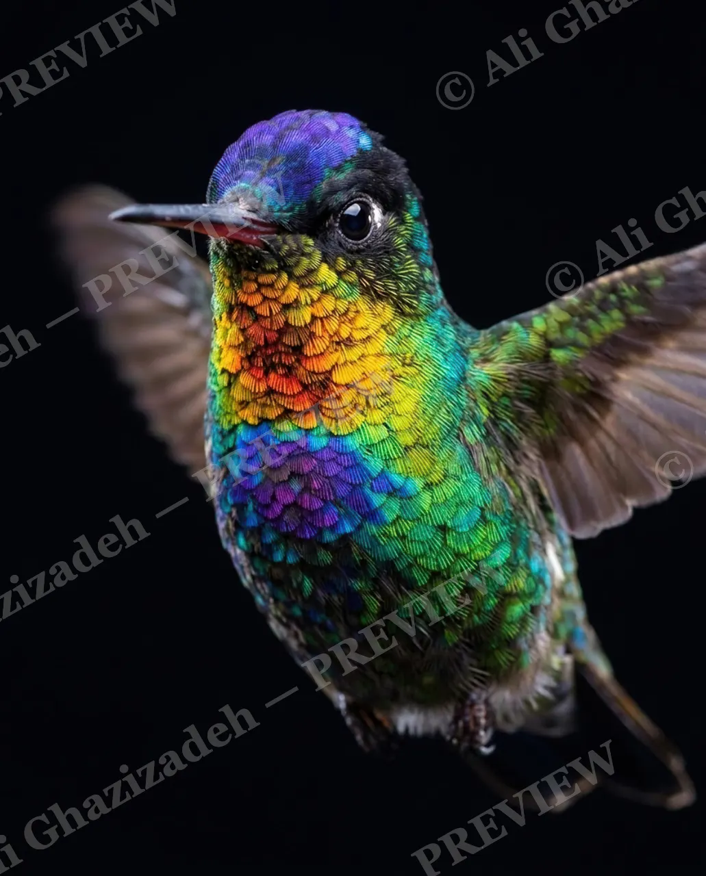 Small Judgments — Rainbow Gorget — Hummingbird artwork by Ali Ghazizadeh