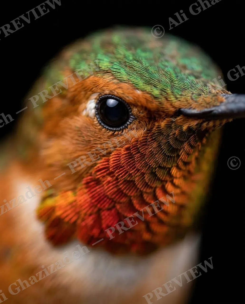 Small Judgments — Rusty Red Profile — Hummingbird artwork by Ali Ghazizadeh