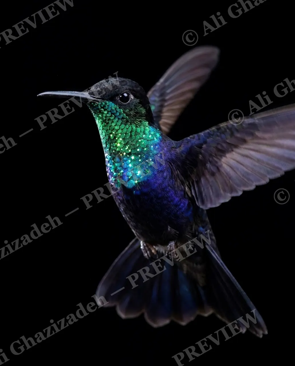 Small Judgments — Sapphire Glide — Hummingbird artwork by Ali Ghazizadeh