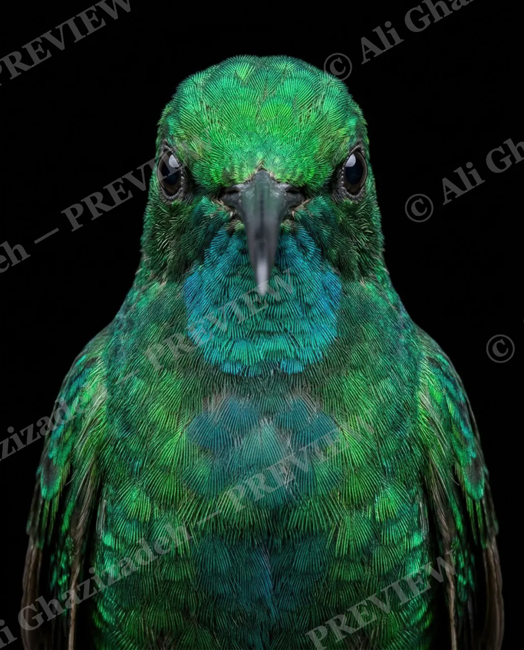 Small Judgments — Teal Badge — Hummingbird artwork by Ali Ghazizadeh