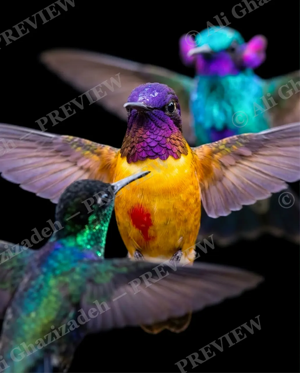 Small Judgments — Trio In Flight — Hummingbird artwork by Ali Ghazizadeh