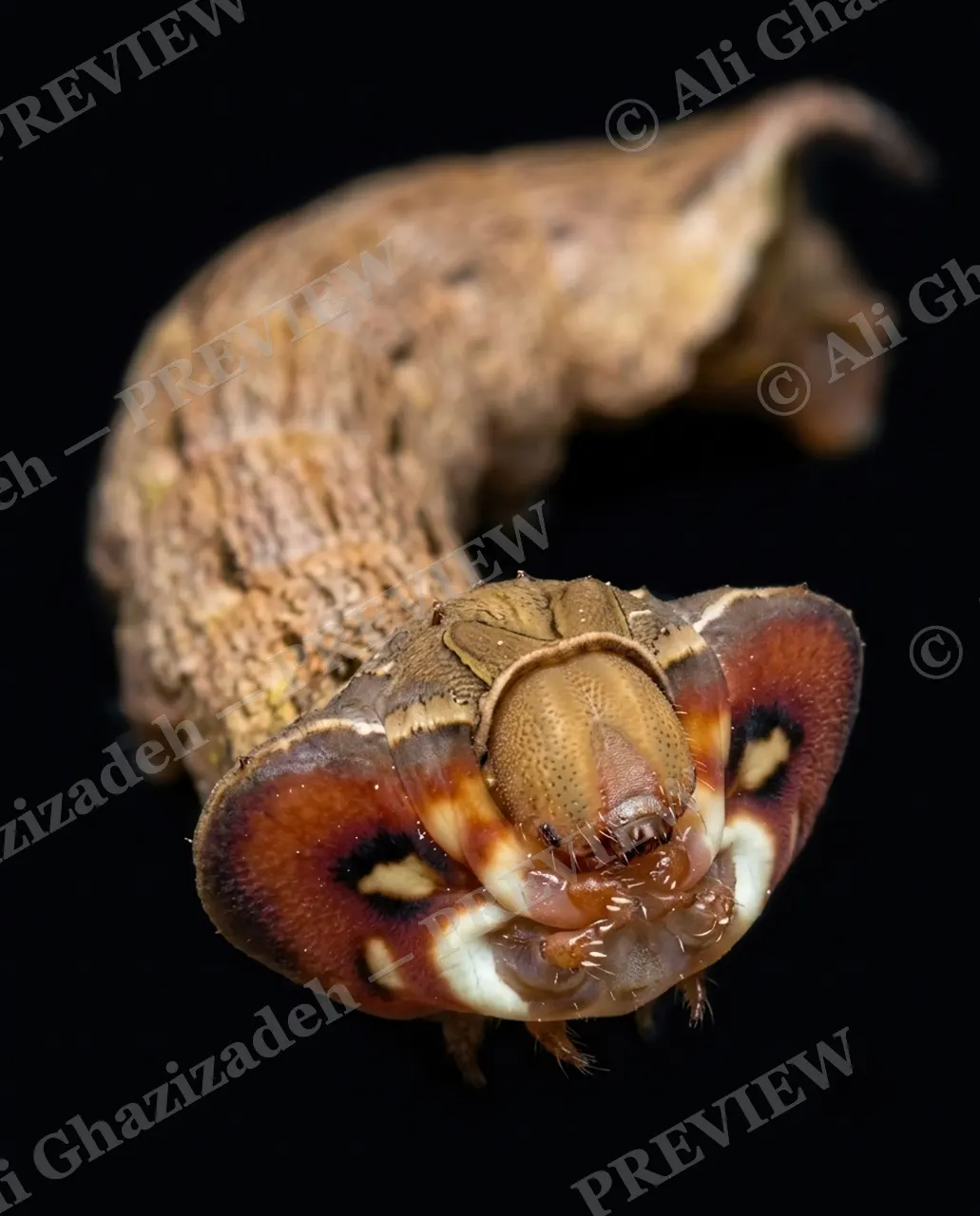 Snake Eyes — Coiled and Ready — Swallowtail butterfly artwork by Ali Ghazizadeh