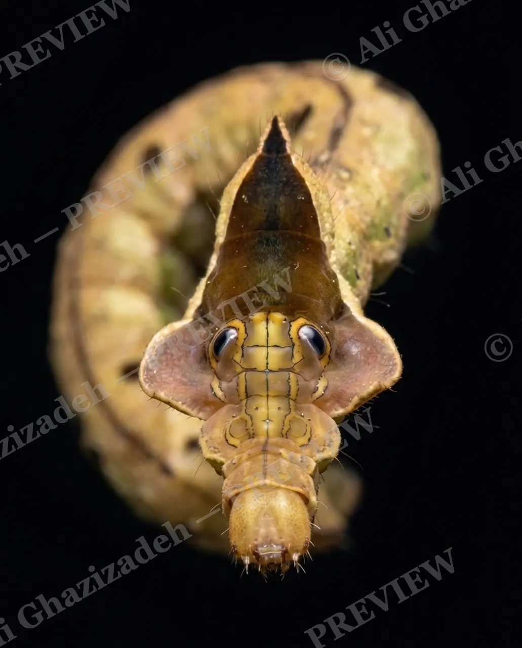 Snake Eyes — Hood Unfurled — Swallowtail butterfly artwork by Ali Ghazizadeh