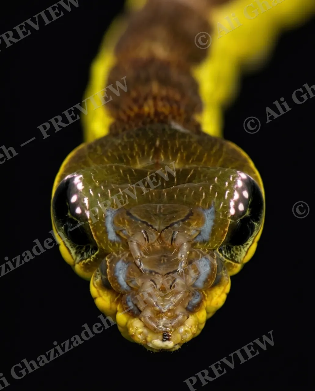Snake Eyes — The Old Wood Mask — Swallowtail butterfly artwork by Ali Ghazizadeh