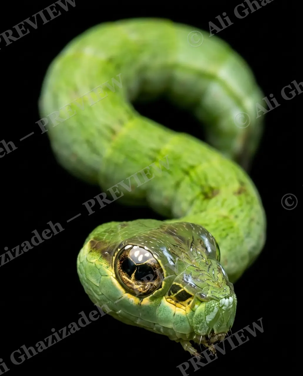 Snake Eyes — One-Eyed Warning — Swallowtail butterfly artwork by Ali Ghazizadeh