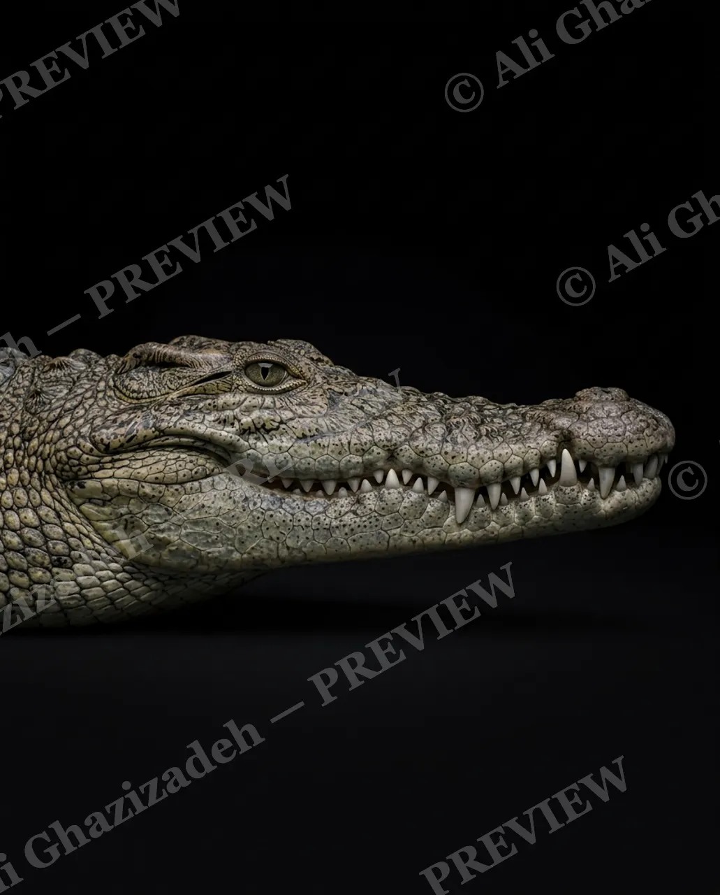 Snout Job — Before the Nose Job — Gharial artwork by Ali Ghazizadeh