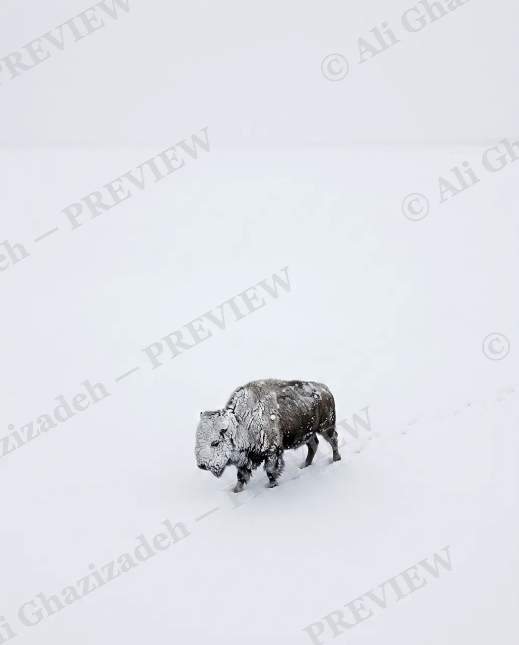 Snow Job — Alone in the Snow — American bison artwork by Ali Ghazizadeh