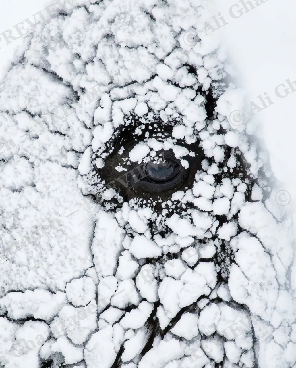 Snow Job — Eye in the Ice — American bison artwork by Ali Ghazizadeh