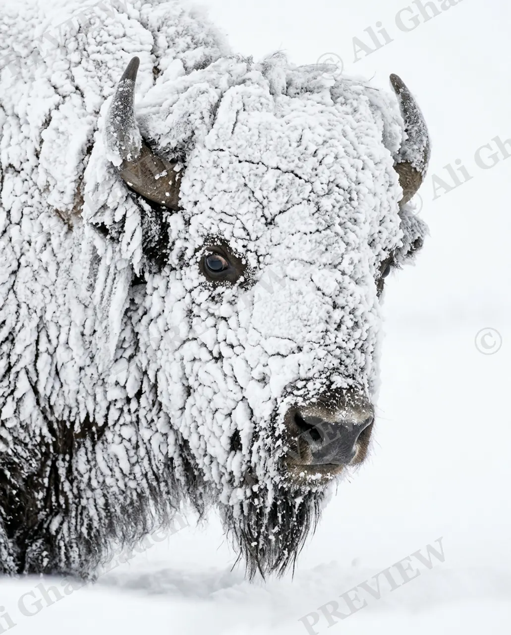 Snow Job — Face to Face — American bison artwork by Ali Ghazizadeh