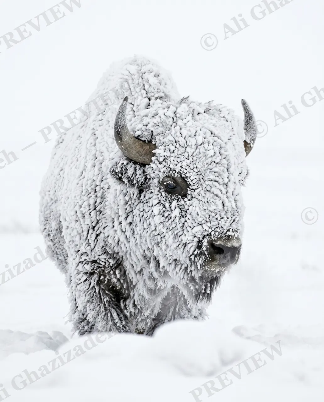 Snow Job — Buried in Frost — American bison artwork by Ali Ghazizadeh