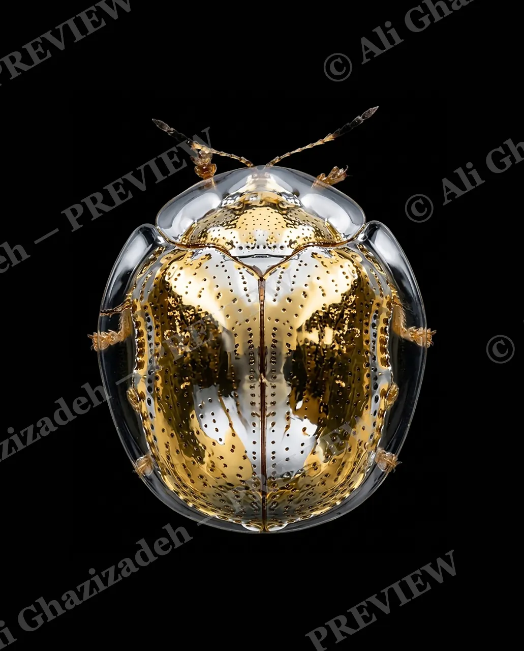 Solid Gold — Jeweled Shell — Stag beetle artwork by Ali Ghazizadeh
