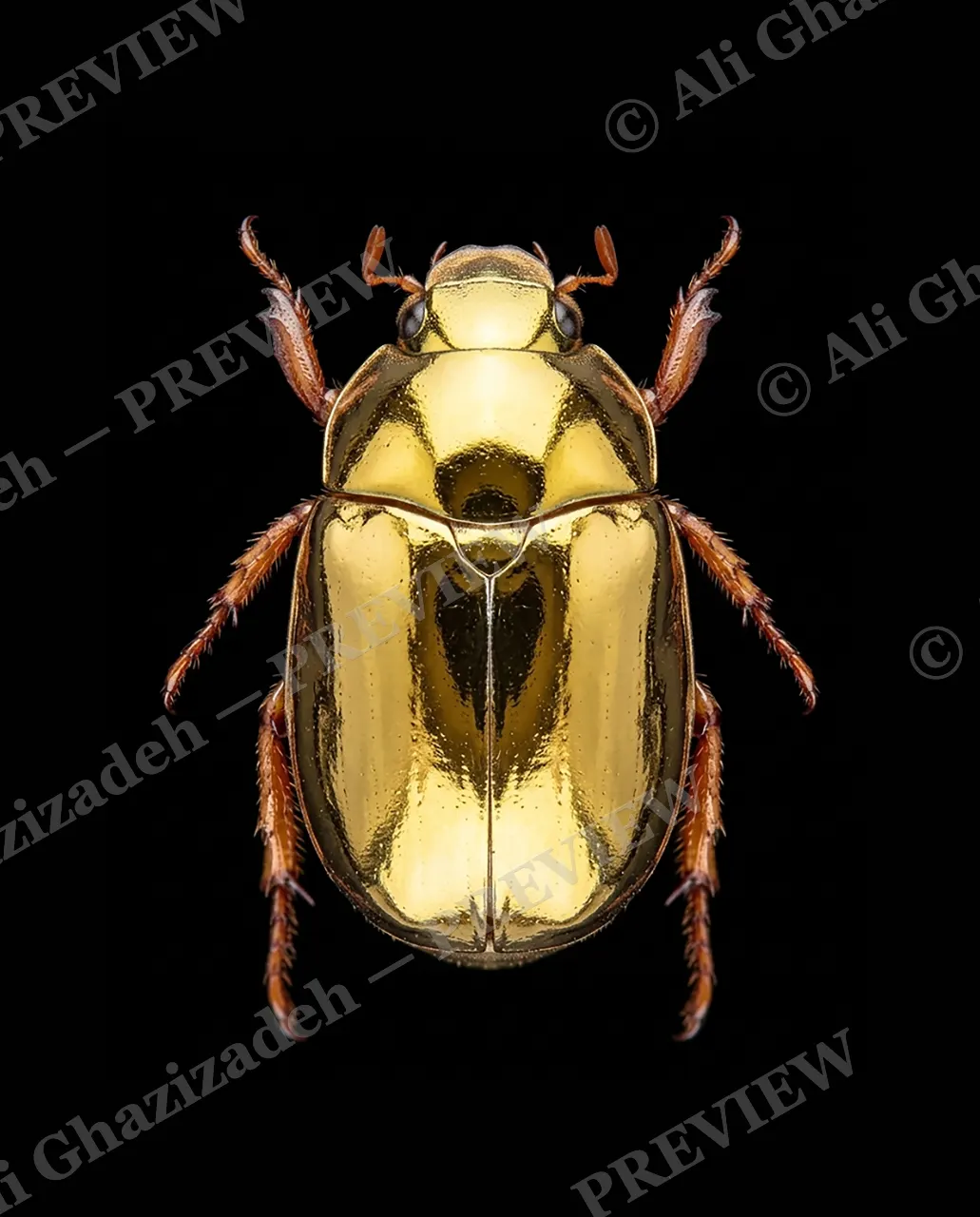 Solid Gold — Pure Gold — Stag beetle artwork by Ali Ghazizadeh