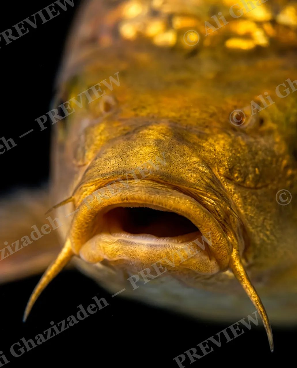 Solid Gold — A Closer Look — Common carp artwork by Ali Ghazizadeh