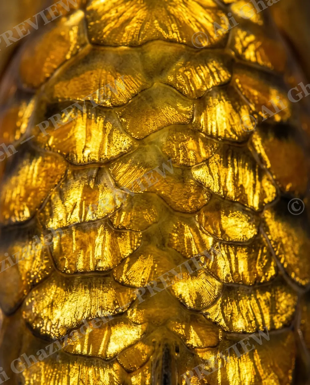 Solid Gold — Hammered Gold Texture — Common carp artwork by Ali Ghazizadeh