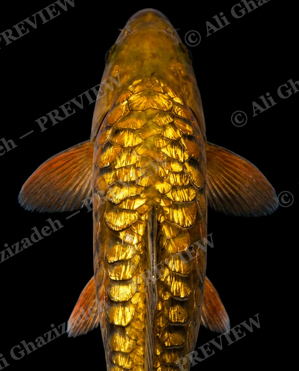 Solid Gold — Golden Armor — Common carp artwork by Ali Ghazizadeh
