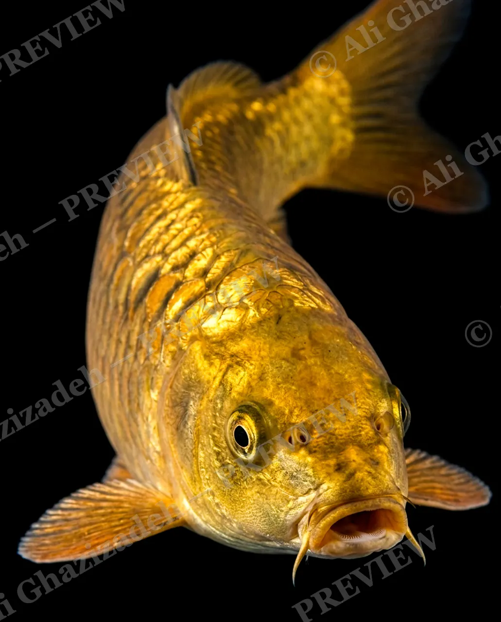 Solid Gold — Striking a Pose — Common carp artwork by Ali Ghazizadeh