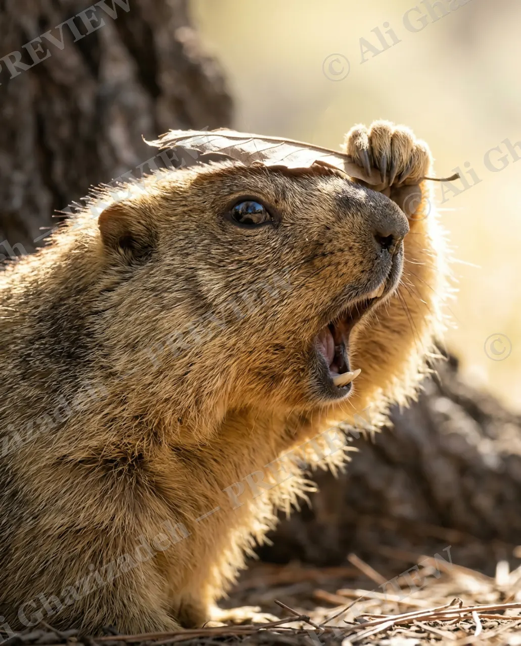 Leaf Blower — Full Commitment — Marmot artwork by Ali Ghazizadeh