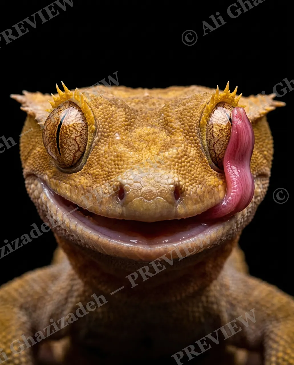 Spit Shine — A Little Self-Care — Crested gecko artwork by Ali Ghazizadeh
