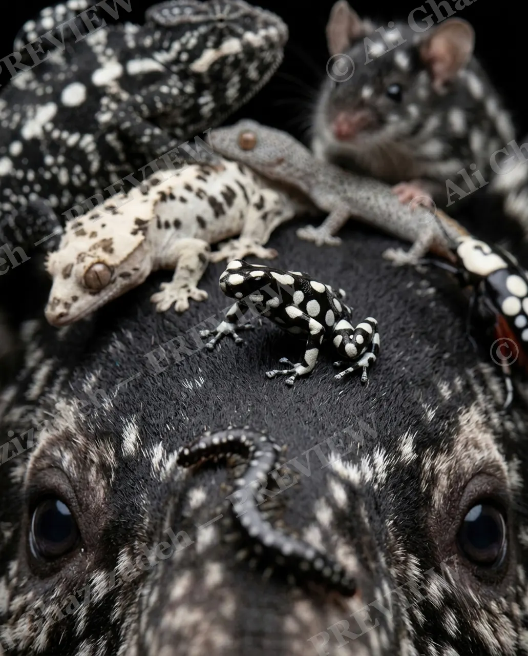 Spot On — Spot the Difference — Malayan tapir artwork by Ali Ghazizadeh