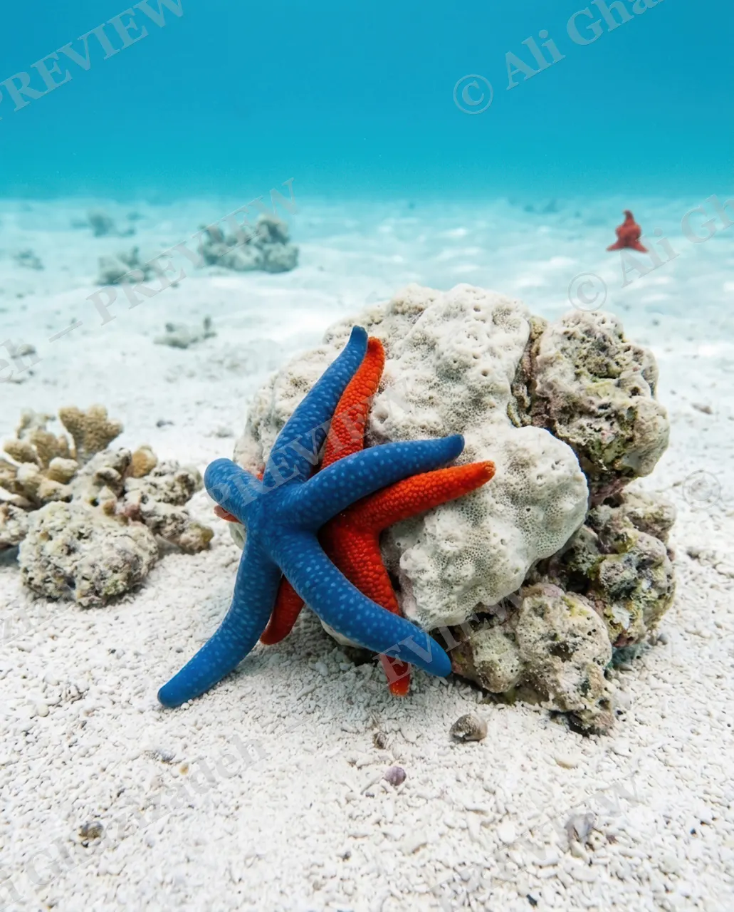 Star-Crossed — Watching From Afar — Starfish artwork by Ali Ghazizadeh