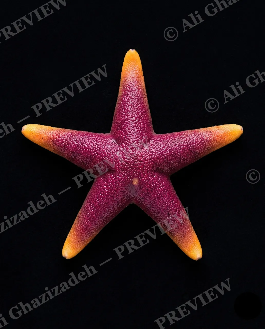 Star Search — Berry Star — Starfish artwork by Ali Ghazizadeh