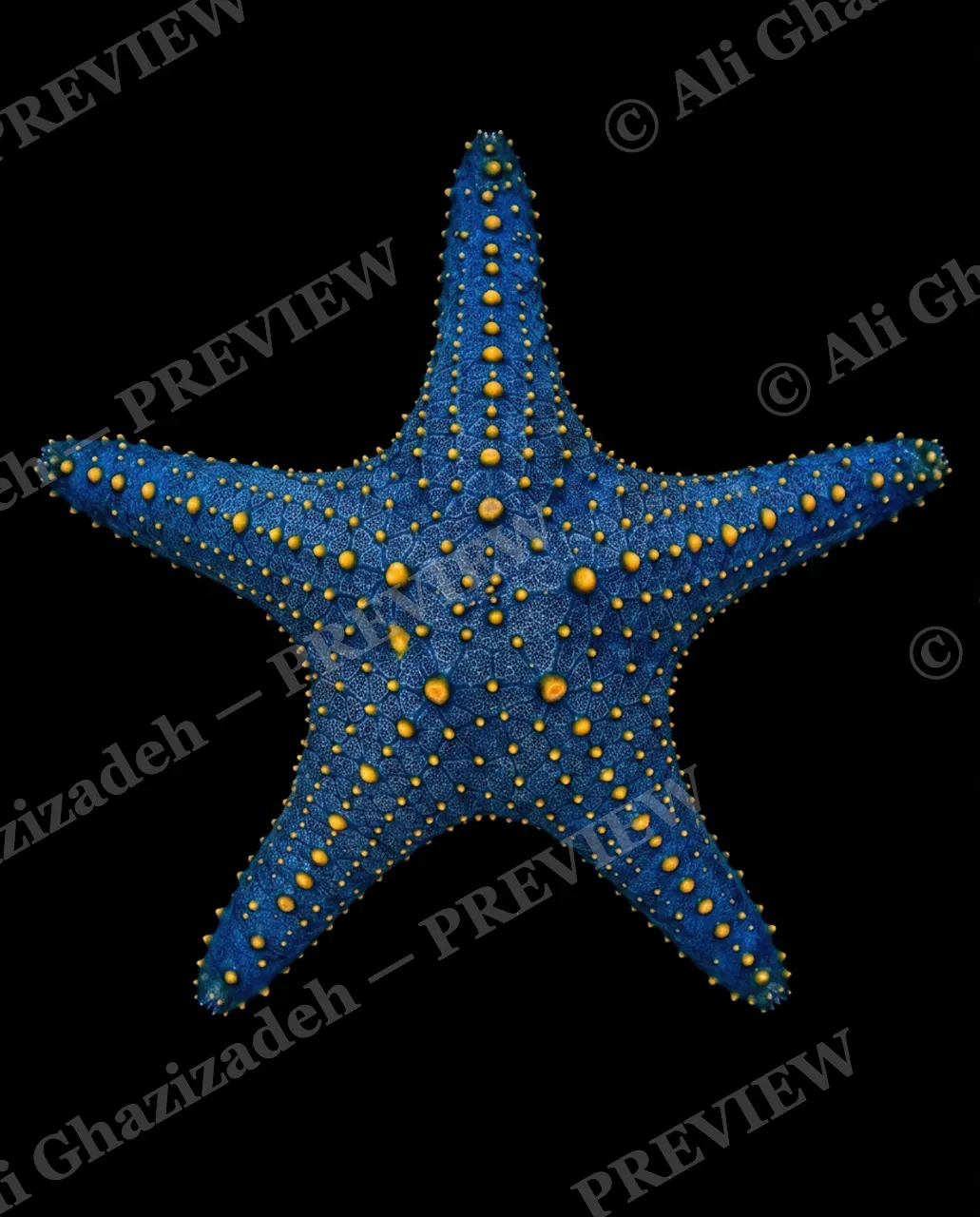 Star Search — Blue Constellation — Starfish artwork by Ali Ghazizadeh