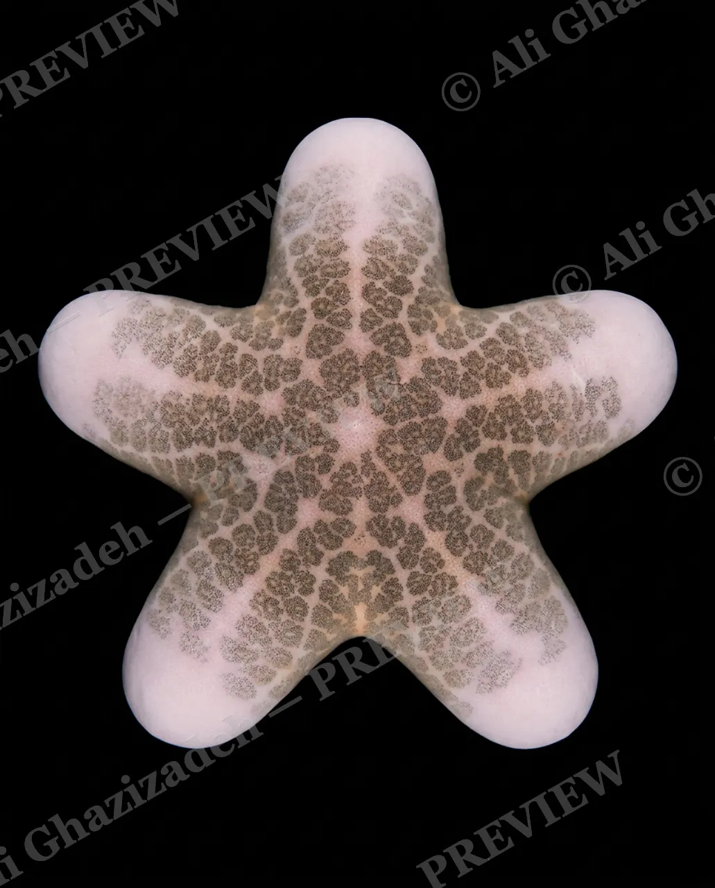 Star Search — Blush Leopard — Starfish artwork by Ali Ghazizadeh