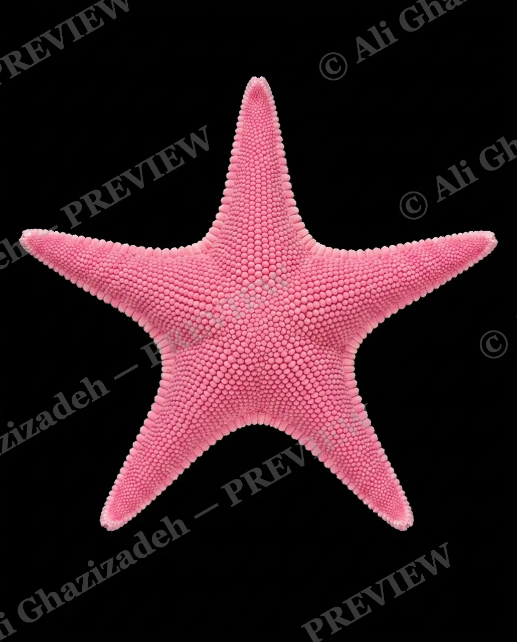 Star Search — Bubblegum Star — Starfish artwork by Ali Ghazizadeh
