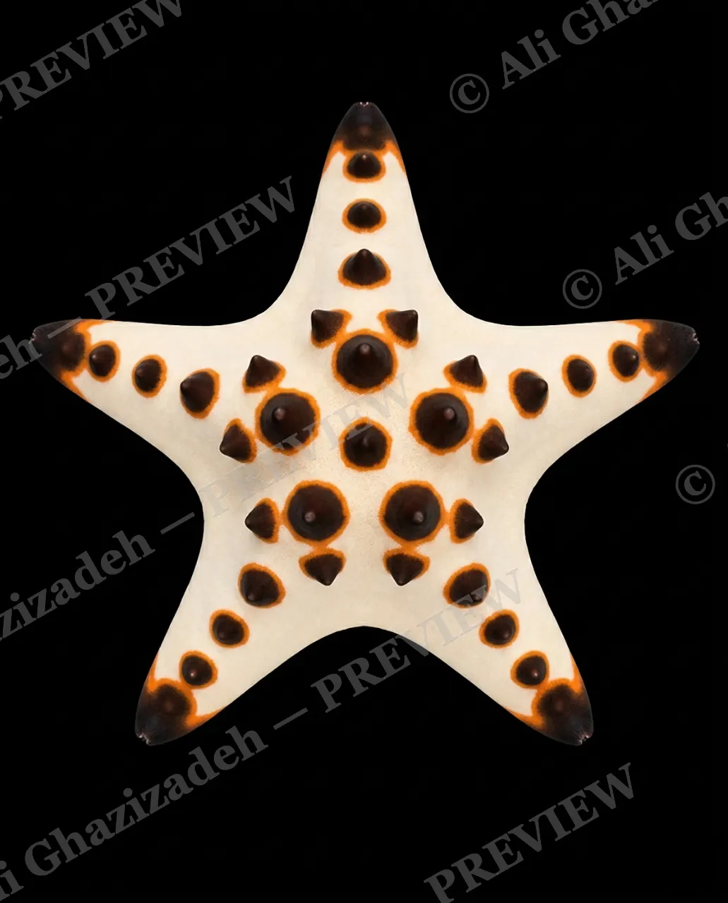 Star Search — Chocolate Chip — Starfish artwork by Ali Ghazizadeh