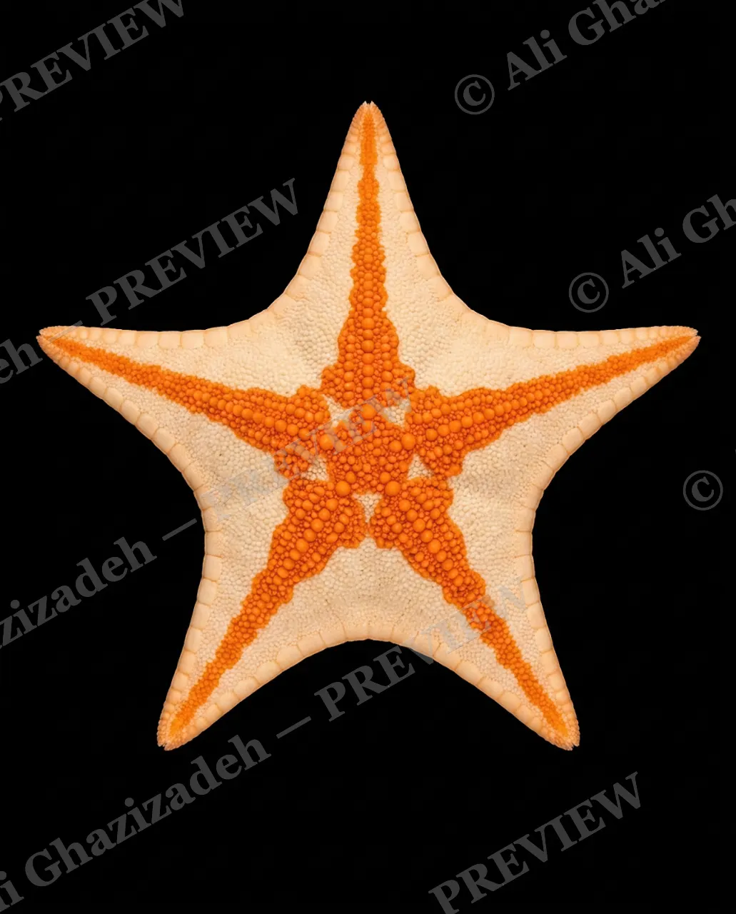 Star Search — Citrus Stripe — Starfish artwork by Ali Ghazizadeh