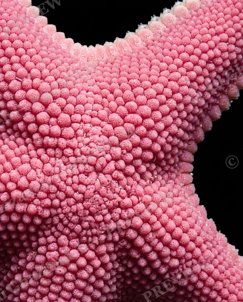Star Search — Cotton Candy — Starfish artwork by Ali Ghazizadeh