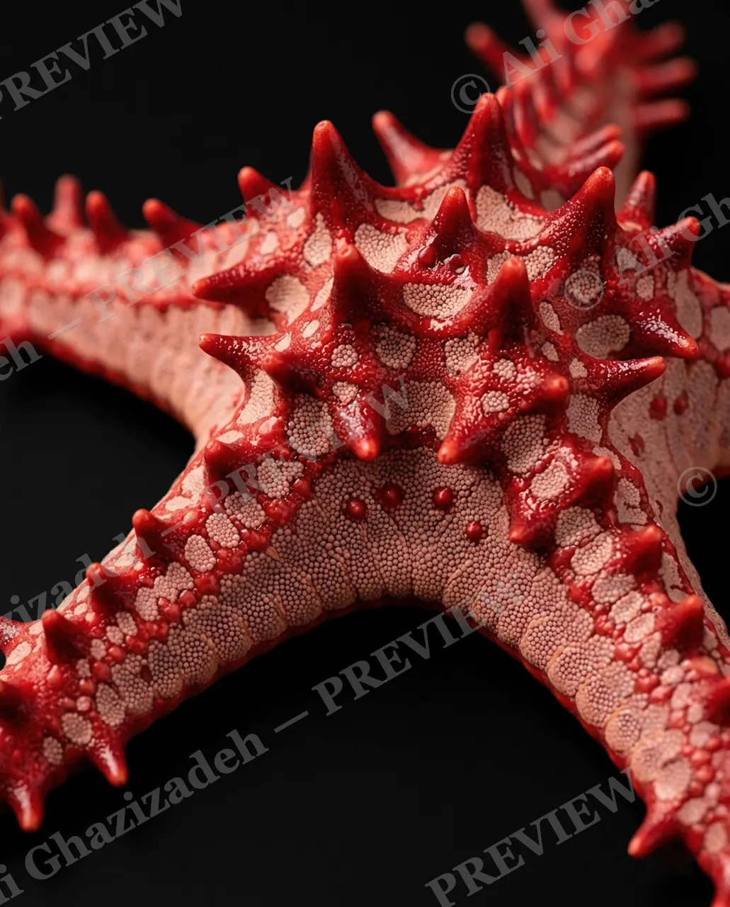 Star Search — Crimson Thorn — Starfish artwork by Ali Ghazizadeh