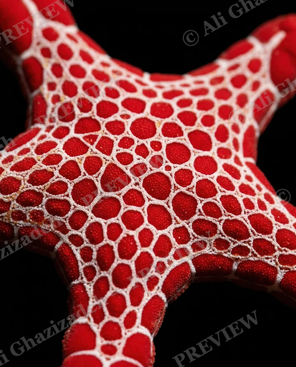 Star Search — Dragon Skin — Starfish artwork by Ali Ghazizadeh
