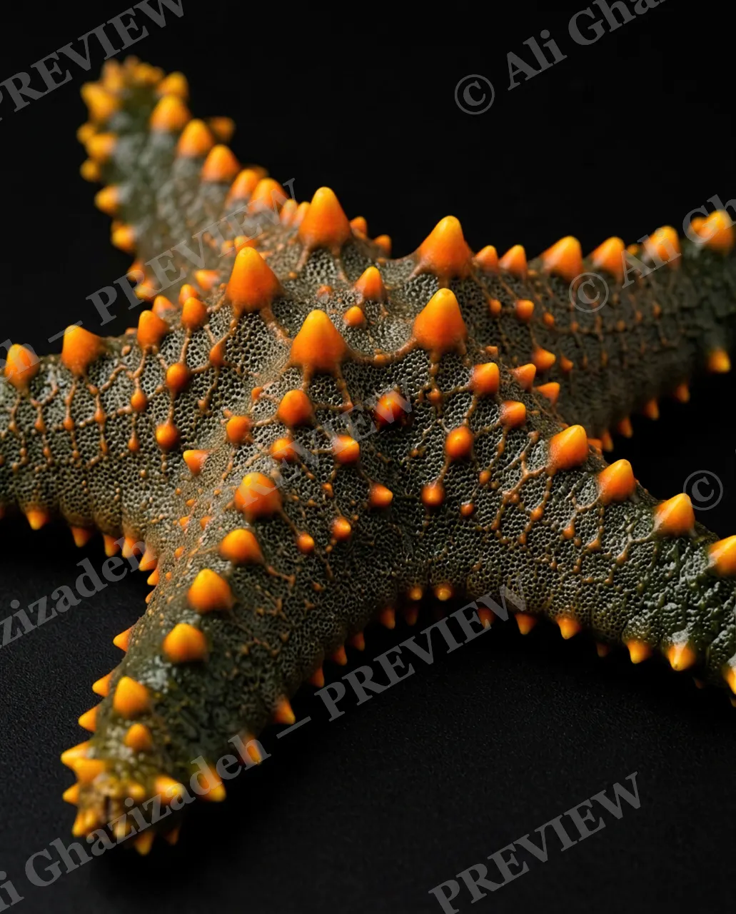Star Search — Forest Spikes — Starfish artwork by Ali Ghazizadeh