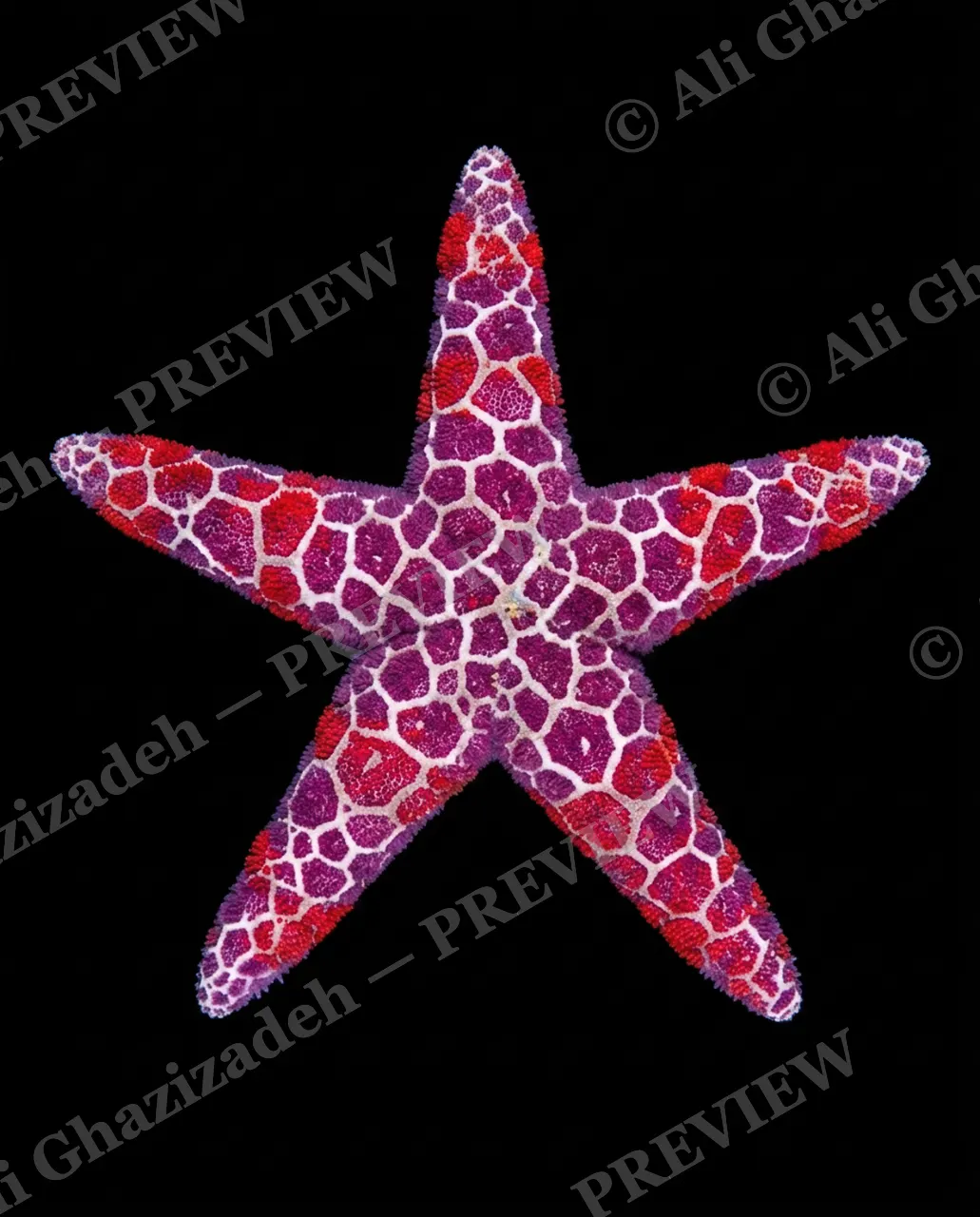 Star Search — Harlequin Star — Starfish artwork by Ali Ghazizadeh