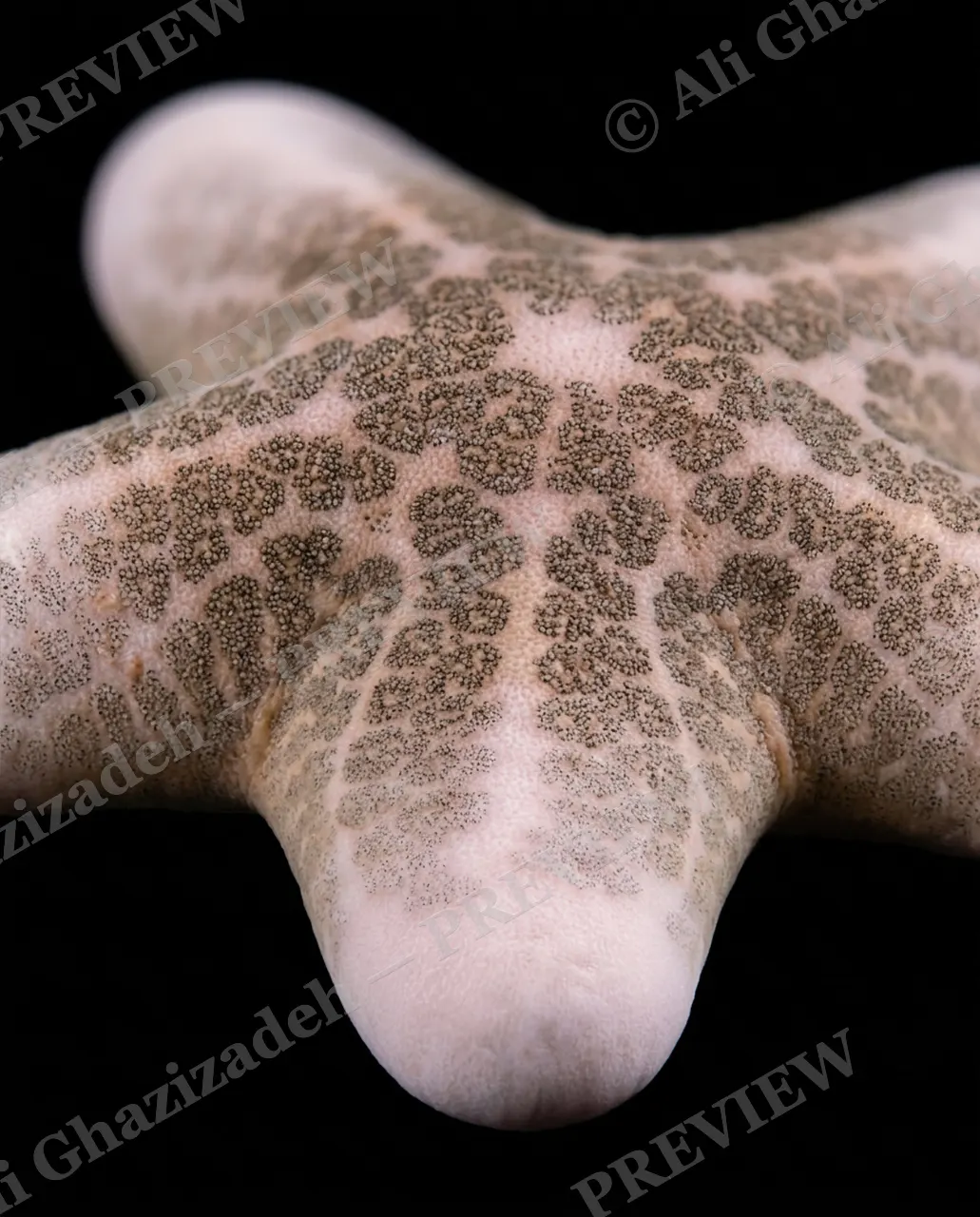 Star Search — Leopard Print — Starfish artwork by Ali Ghazizadeh
